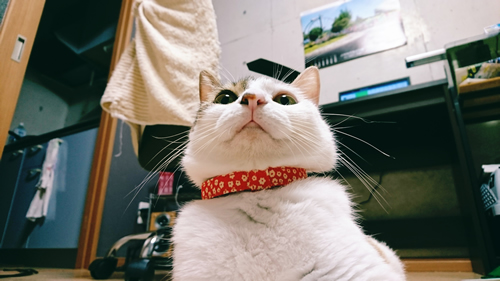 オレンジ色の首輪をした猫