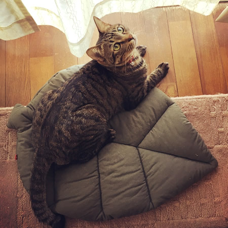 猫用お昼寝マットに寝転ぶ猫