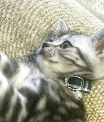 タータンチェックの子猫用首輪をしたアメショー