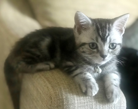 タータンチェックの子猫用首輪をしたアメショー