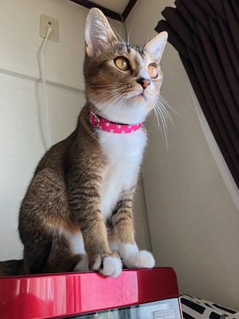 水玉ピンク色の首輪をした猫