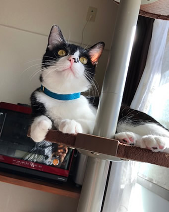青い首輪をした猫