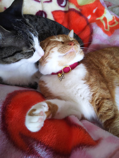 チャーム付きの首輪をして毛づくろいをする兄妹猫