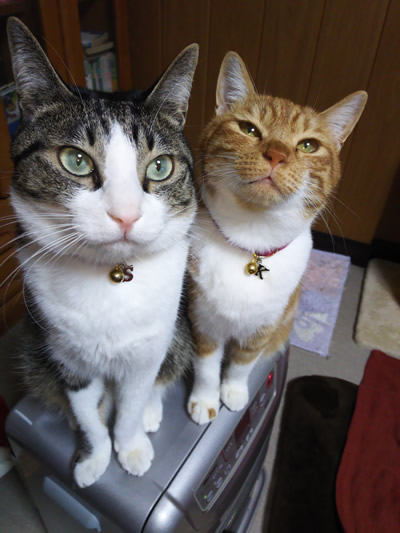 チャーム付きの首輪をしたとても仲良しの兄妹猫