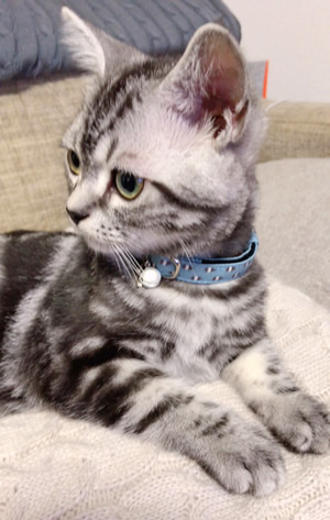 水色の子猫用首輪をした子猫