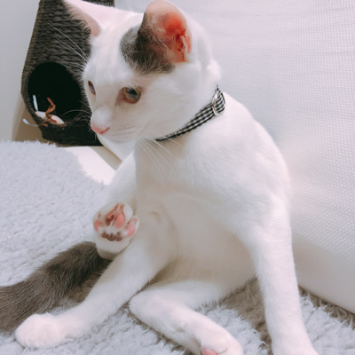 白黒チェックの首輪をした6ヶ月の子猫ちゃん