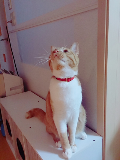 赤い首輪をした茶色と白毛の猫ちゃん