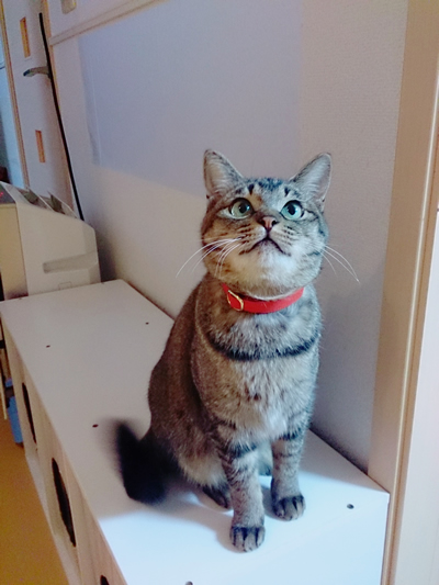 赤い首輪をしたキジトラ猫ちゃん