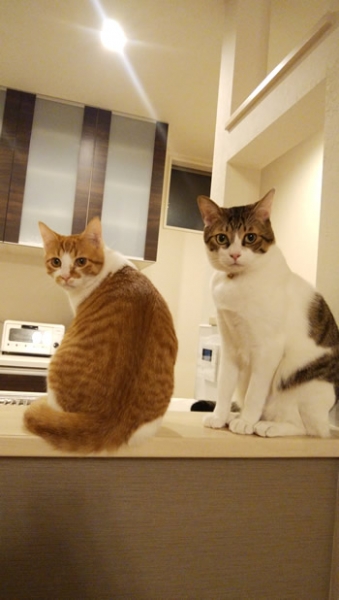 タータンチェック柄の首輪をした2匹の猫