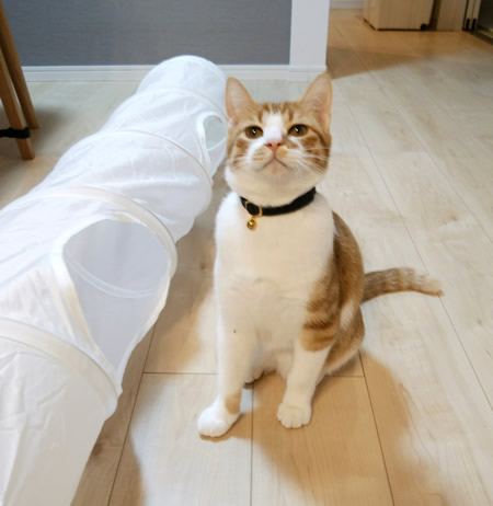 タータンチェック柄の首輪をした茶白猫