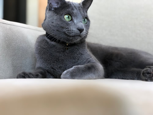 タータンチェックの首輪をしたロシアンブルーの猫