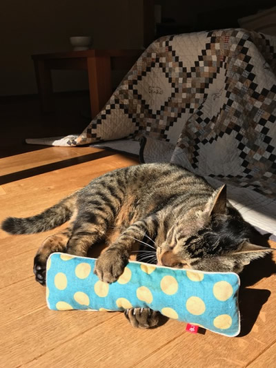 キャットニップキッカーにメロメロのキジトラ猫
