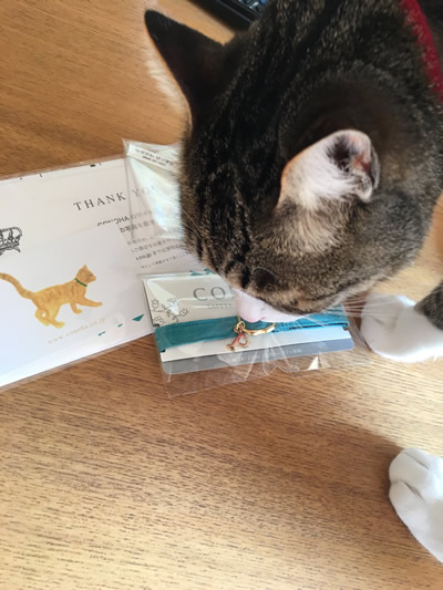 届いた新しい首輪が気になる猫