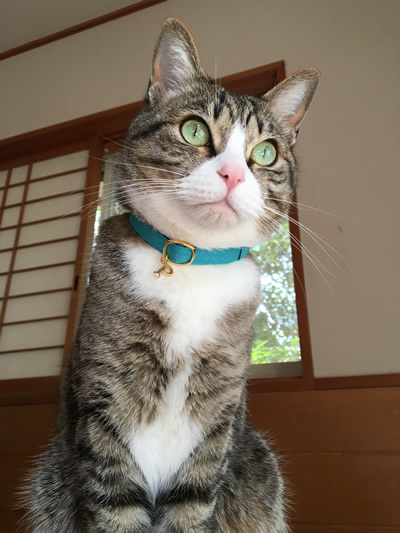 水色のおしゃれな首輪をした猫