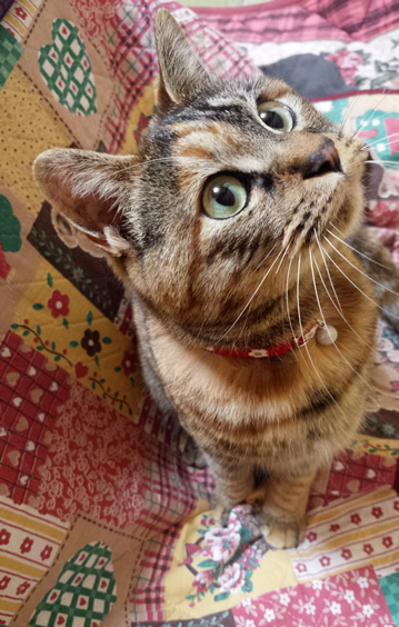 和風の花柄首輪をしたサビ猫