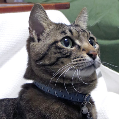 ブルーの猫首輪をしたキジトラ猫