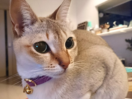 ピンクの猫首輪をしたシンガプーラの猫ちゃん