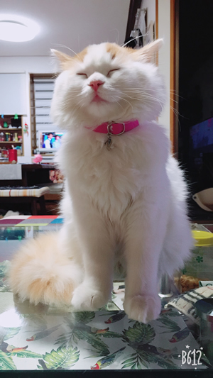 チャーム付きのピンクの首輪をした長毛の猫