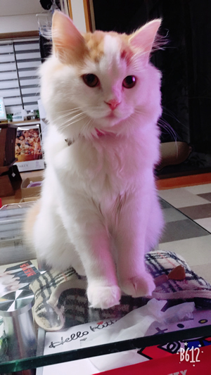 北欧デザインのおしゃれな首輪をした長毛の猫