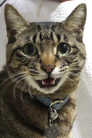 おしゃれな首輪をしたキジトラ猫