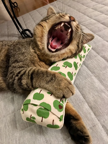 キャットニップのキッカーで遊ぶ猫