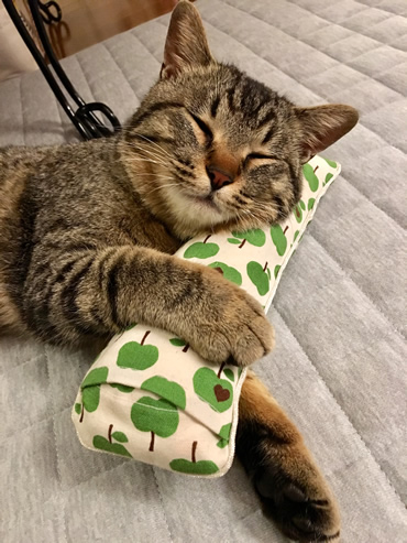 キャットニップのキッカーを枕に眠る猫