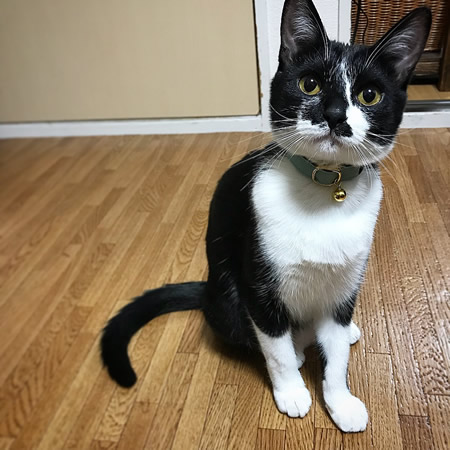 緑色の無地の首輪をした白黒の猫