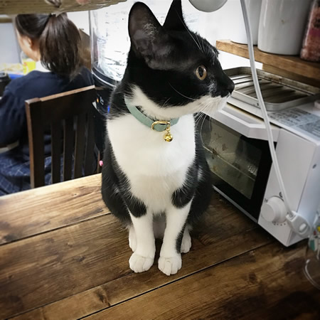 ミントブルーの首輪をした白黒の猫