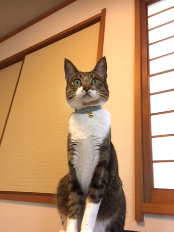 ミントグリーンの首輪をした猫