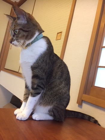 和風ミントグリーンの首輪をした猫