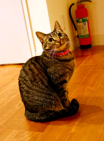 おしゃれな水玉の首輪をした猫