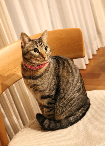 ピンクドットの首輪をした猫