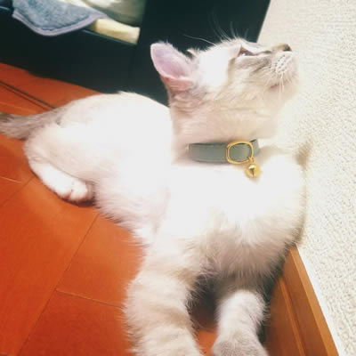おしゃれな子猫用首輪をした子猫