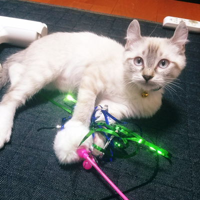 和風の子猫用首輪をした子猫