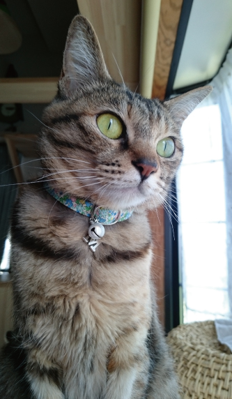 花柄の首輪をした猫