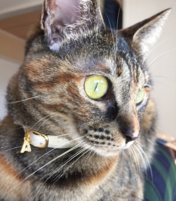 チャーム付きの白い首輪をした猫
