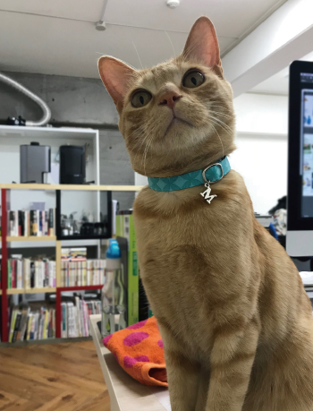 水色の首輪をした茶トラ猫