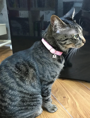 ピンクの首輪をしたキジトラ猫