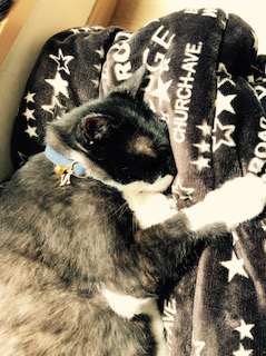 和風な首輪をして昼寝する猫