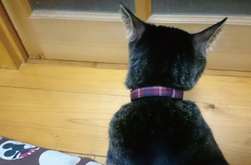 赤いタータンチェックの首輪をした黒猫