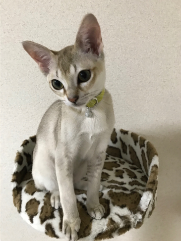 子猫用首輪をしたシンガプーラの猫ちゃん