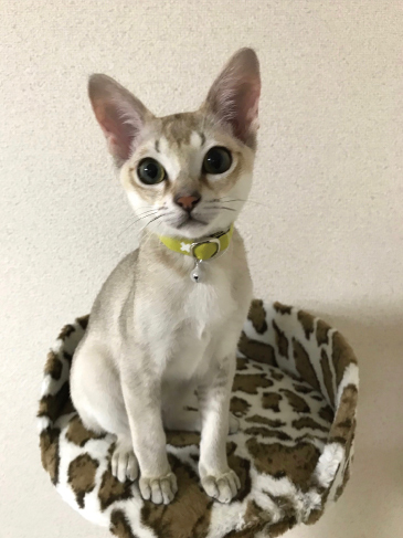 子猫用首輪をしたシンガプーラの猫ちゃん