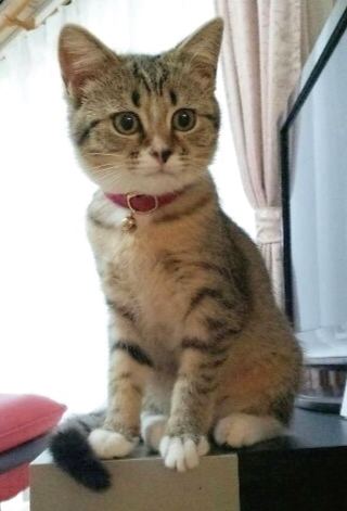 ピンク色の子猫用首輪をしたスコティッシュフォールド