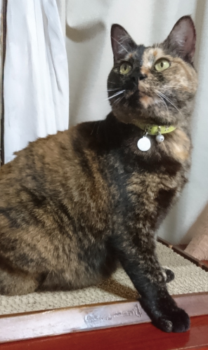 首輪をしたサビ猫