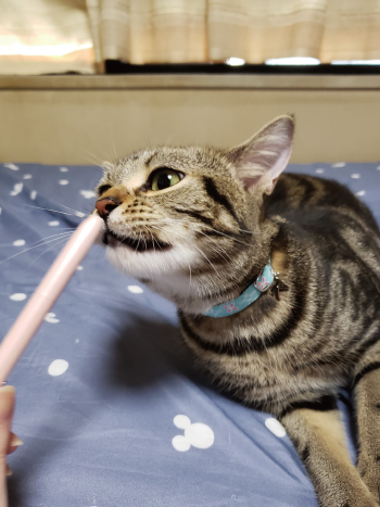 水色の首輪をしたキジトラ猫