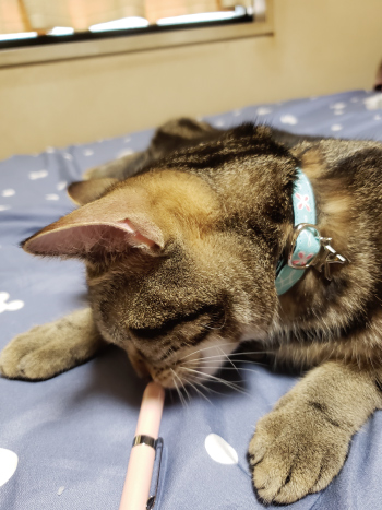花柄の首輪をしたキジトラ猫