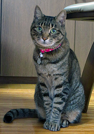 水玉ピンクの首輪をしたキジトラ猫
