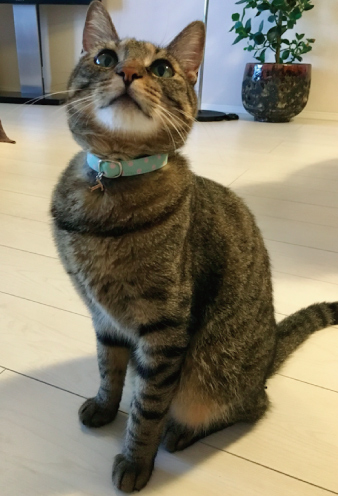 パステルカラーの首輪をしたキジトラ猫