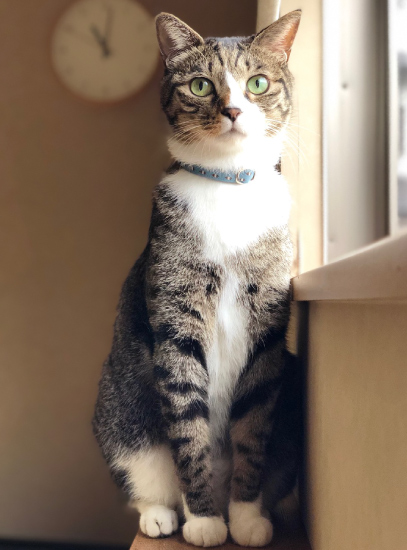 ブルーのセーフティ首輪をした猫