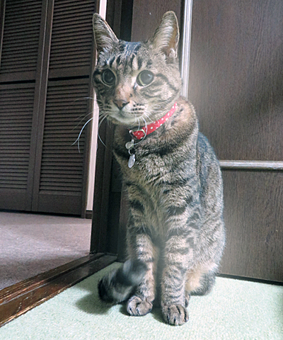 赤い首輪をしたキジトラ猫